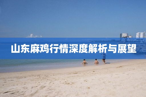 山东麻鸡行情深度解析与展望