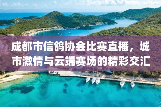 成都市信鸽协会比赛直播，城市激情与云端赛场的精彩交汇