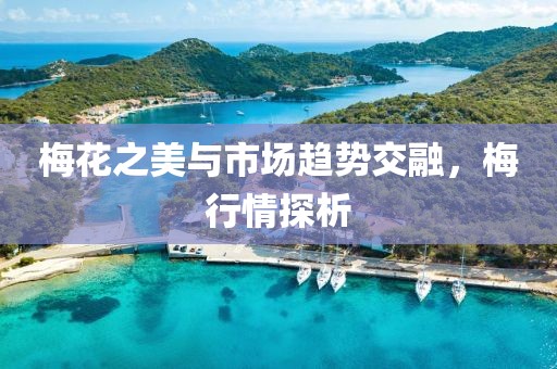 梅花之美与市场趋势交融，梅行情探析