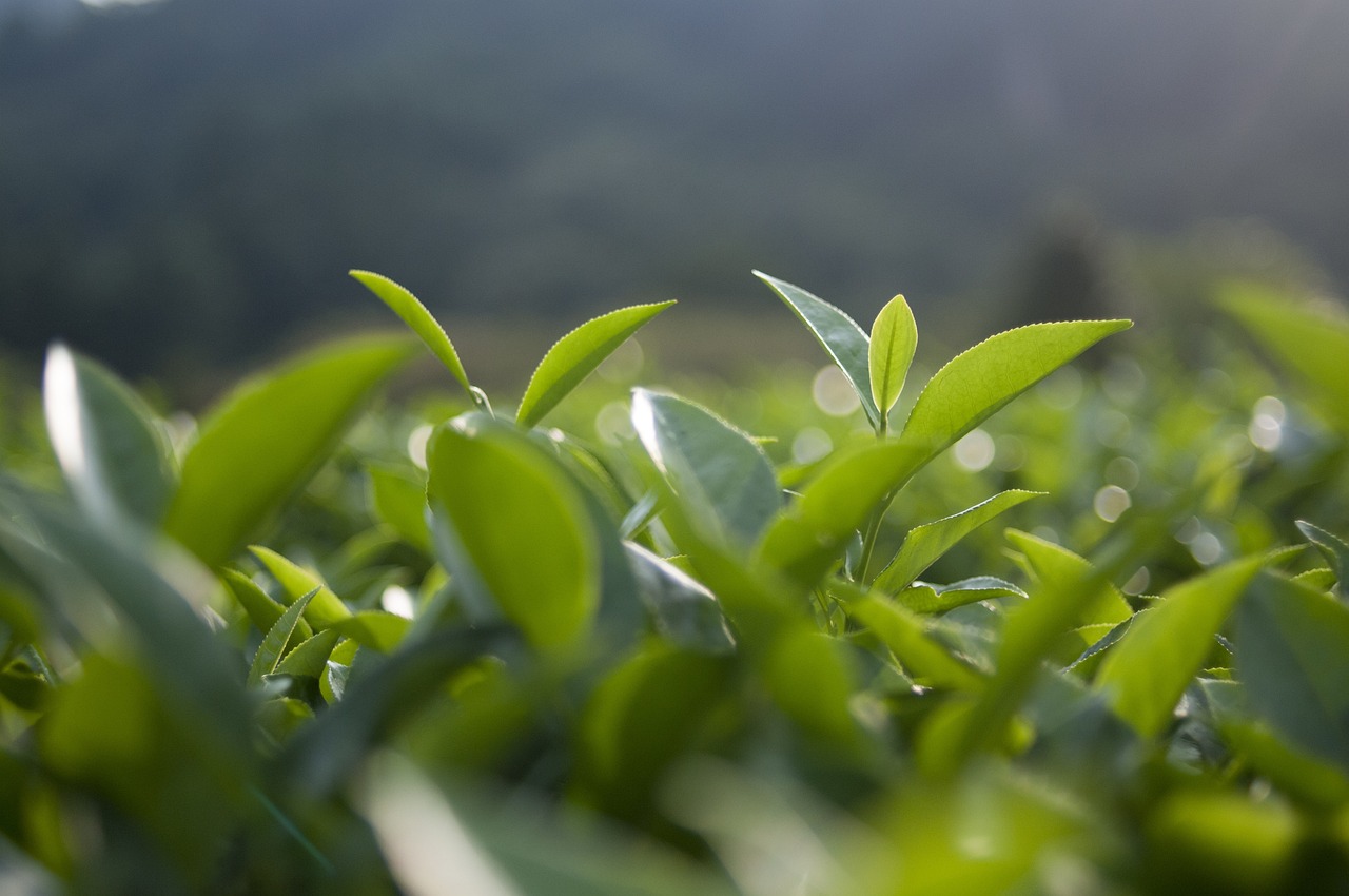 信阳毛尖茶礼品盒装价格探究