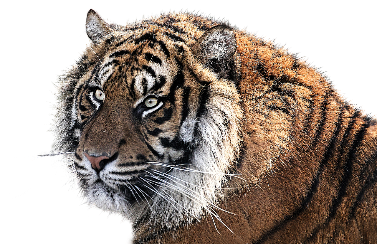 新奥2024年免费资料大全：猴、虎、猴、猪中