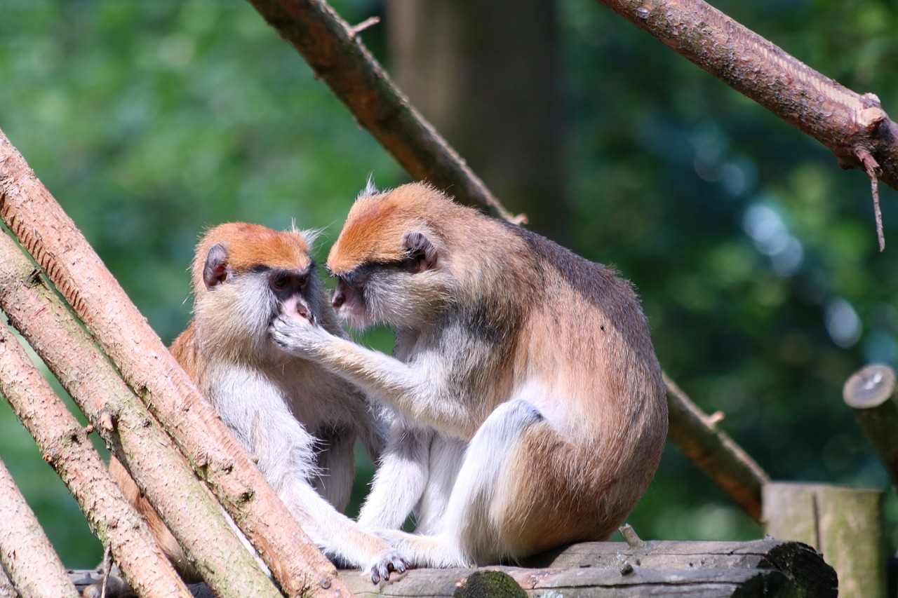 八二站82187最新版本更新内容：本期推荐龙、猴、鸡、龙