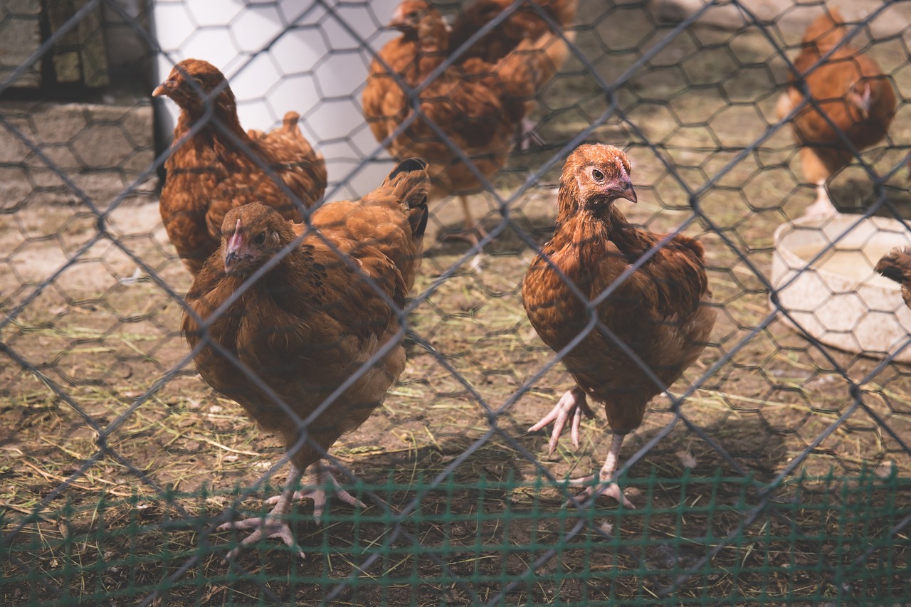 澳门一码一码100准确：鼠、鸡、龙、羊中