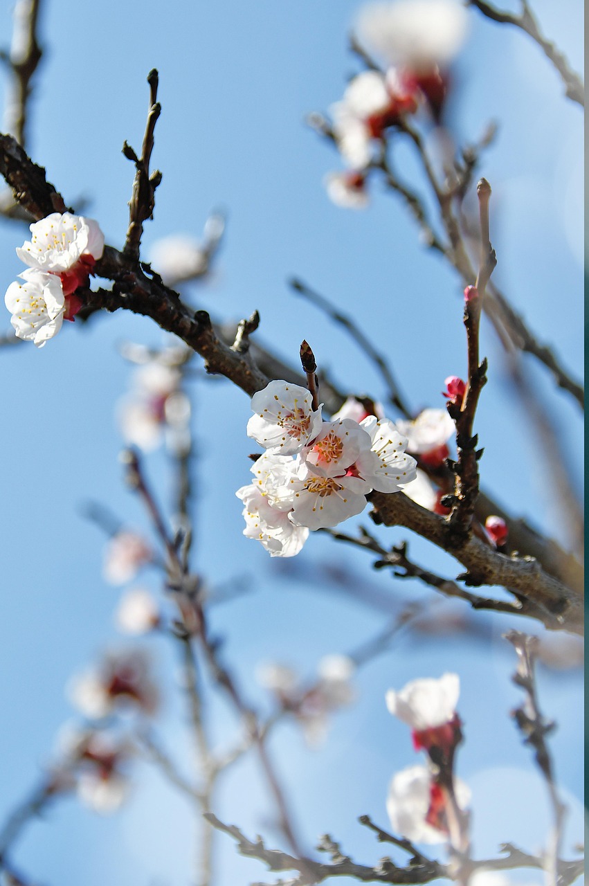 鹤壁春日樱花盛宴，城市绚烂篇章的樱花盛开