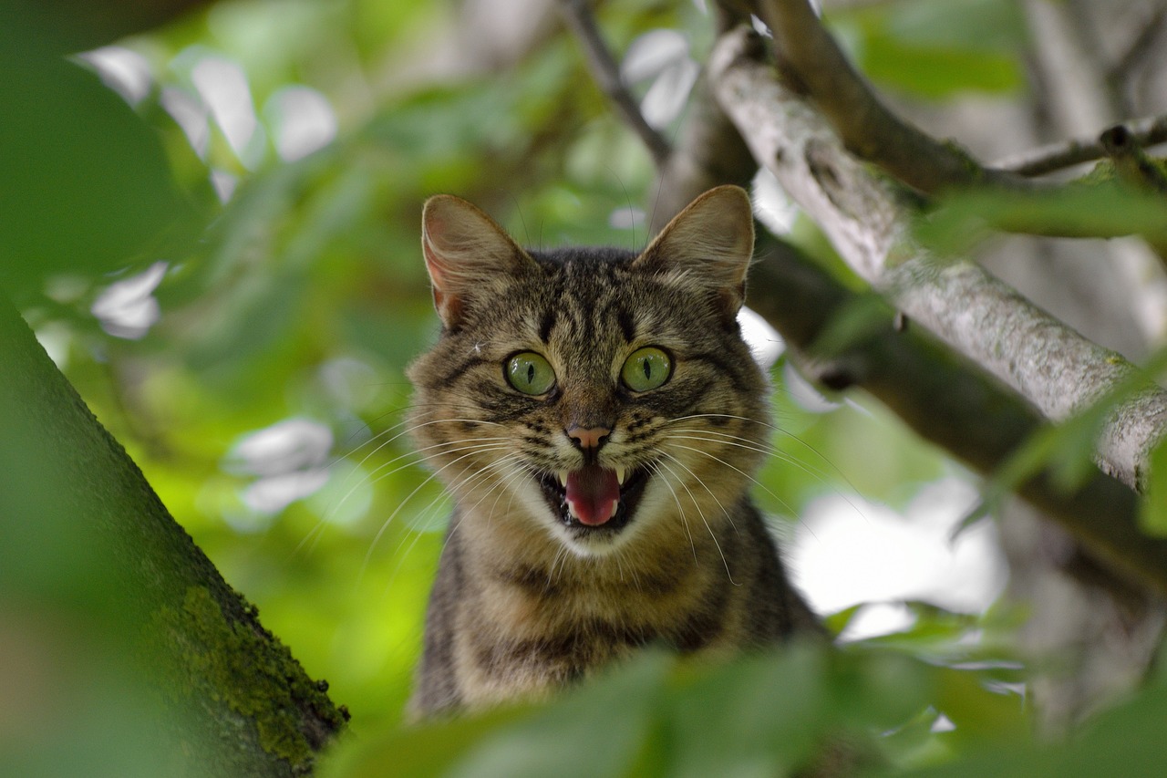 动漫猫情头，虚拟世界中的萌爱情感探索
