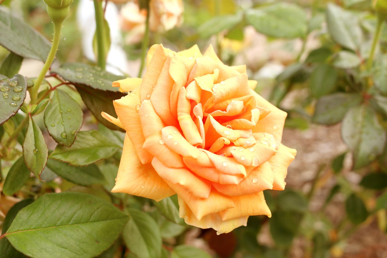 阳山水蜜桃上市季节，品味甜蜜，感受自然魅力（一般在夏季上市）