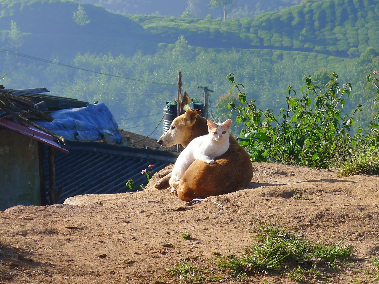 东莞土狗出售，探究本土犬种的特点与价值