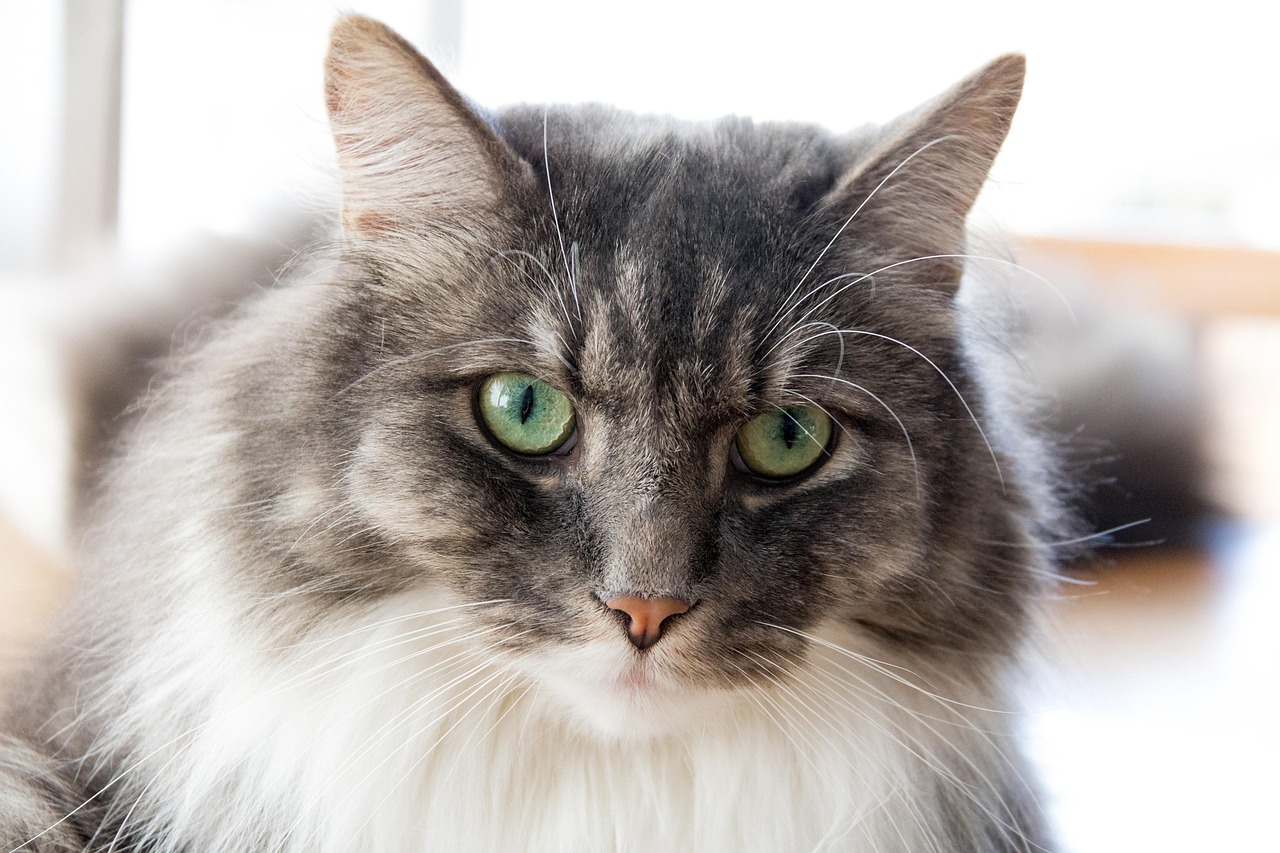 猫咪最新网站，猫奴专属的乐园探索