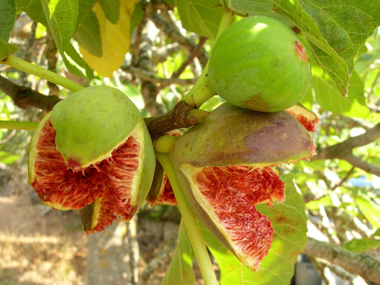 新疆无花果干价格解析，多少钱一斤？