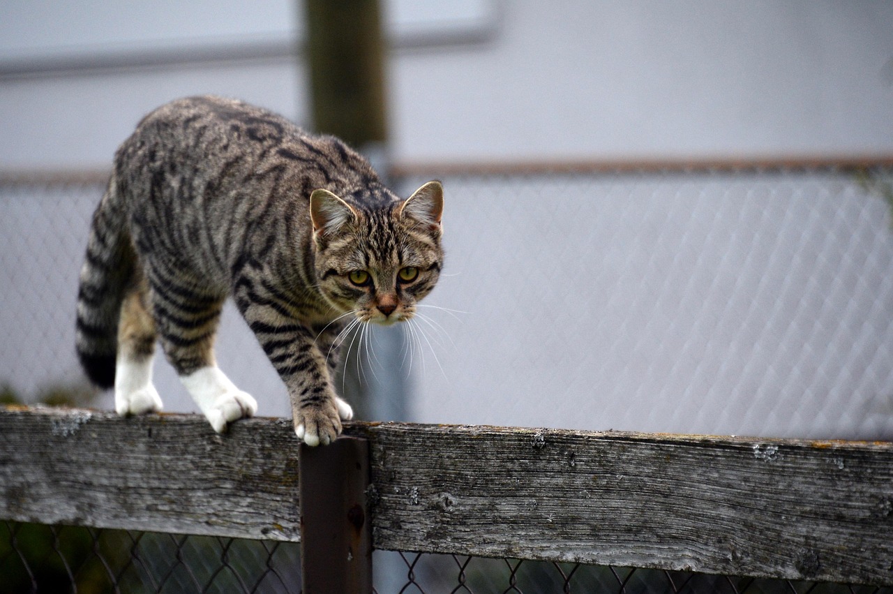 动漫人物猫，魅力四溢的魅力与深远影响