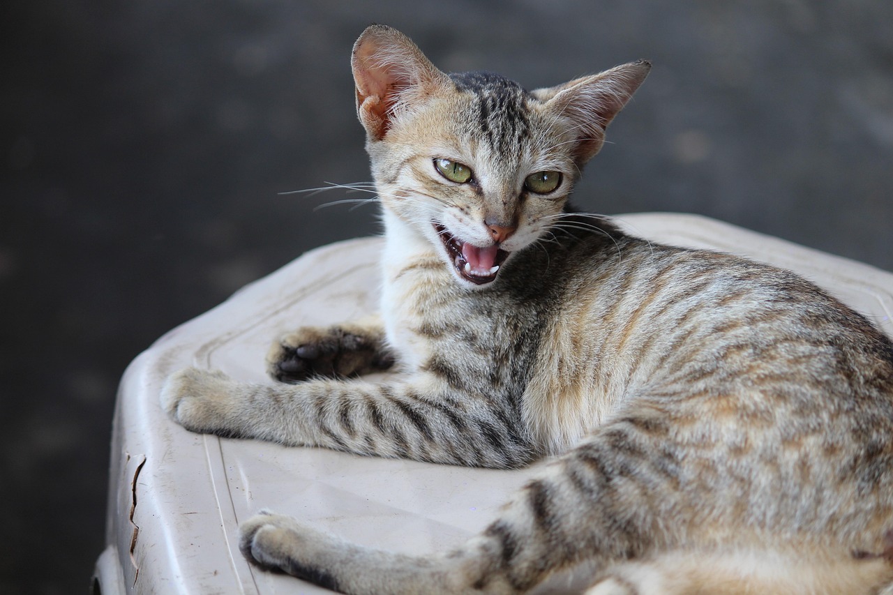 猫咪网站最新动态一网打尽，猫咪资讯一网通览