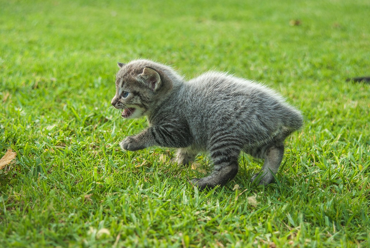 最新猫咪视频，萌宠世界的新鲜探索