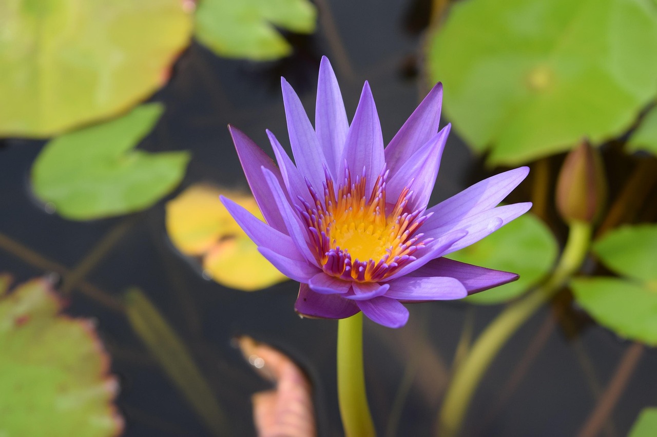 花冲公园最新动态更新