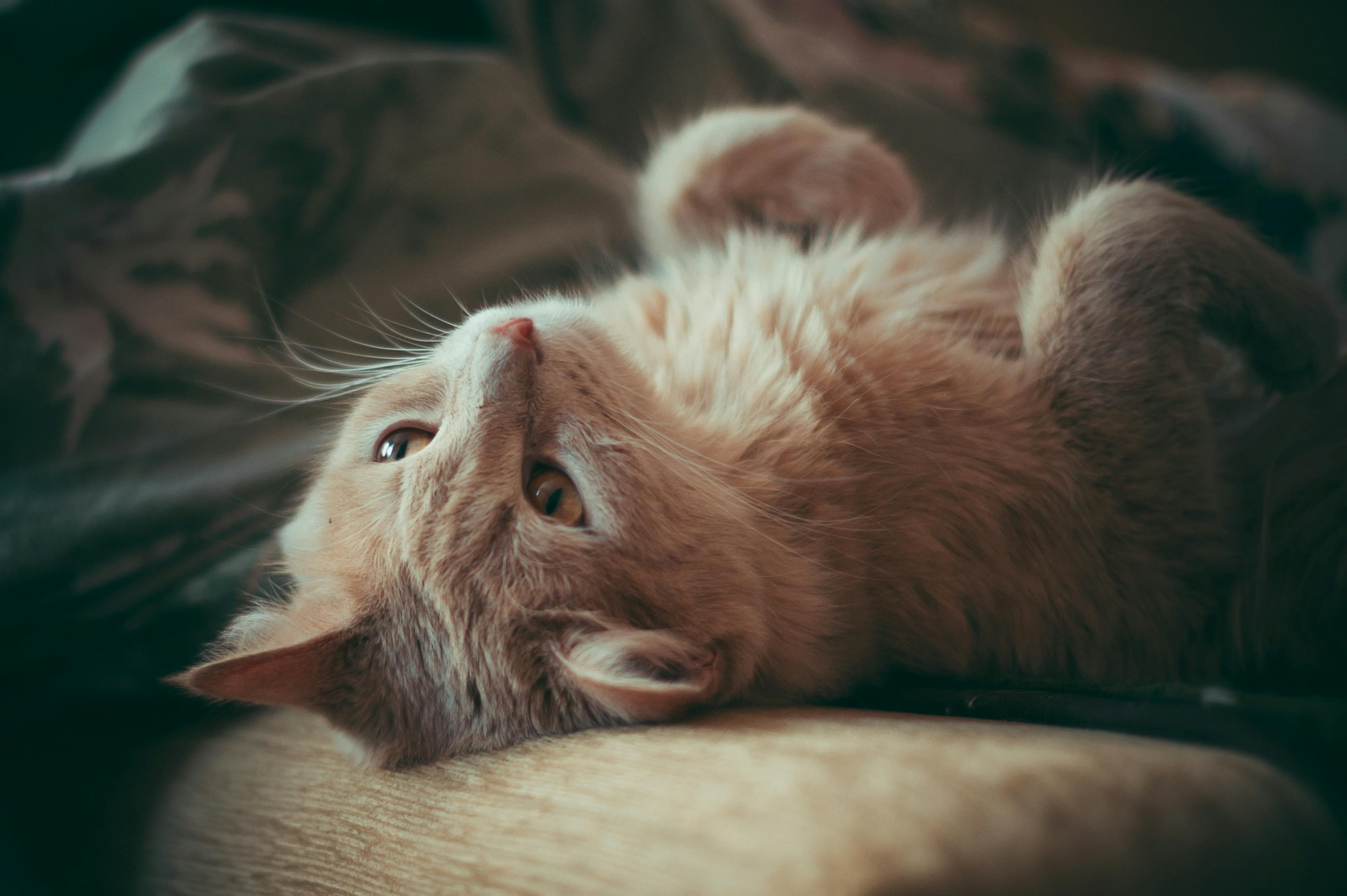 短毛猫价格详解，一只短毛猫究竟多少钱？