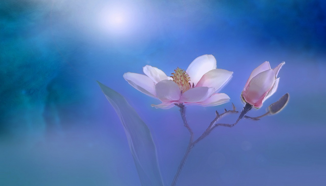 最新马全花儿专辑，音乐与生活交响的璀璨乐章