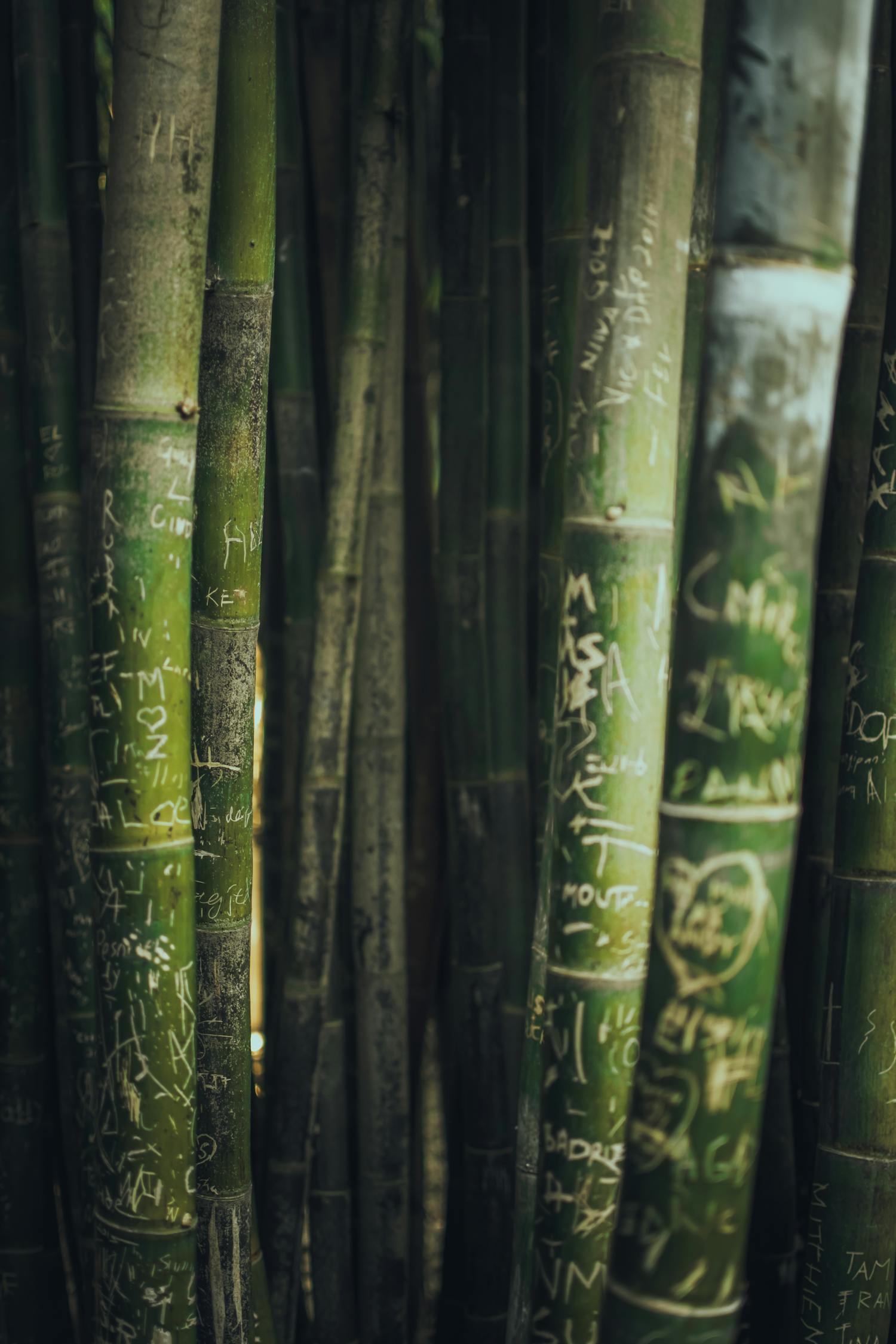 草社区最新动态揭秘，探索新时代的绿色生活