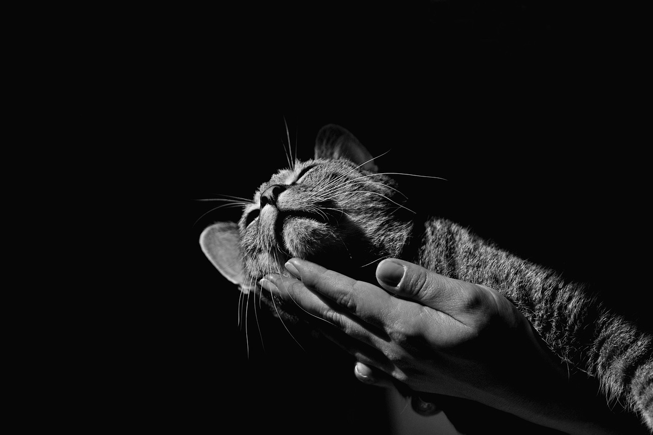 猫咪官网最新动态，探索新时代的猫咪生活风采